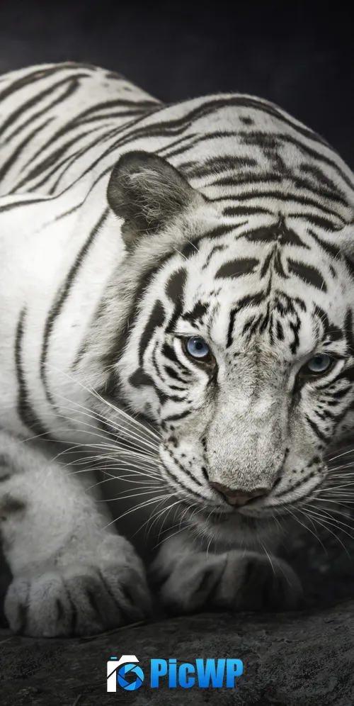 White Bengal Tiger Monochrome 3K Mobile Wallpaper