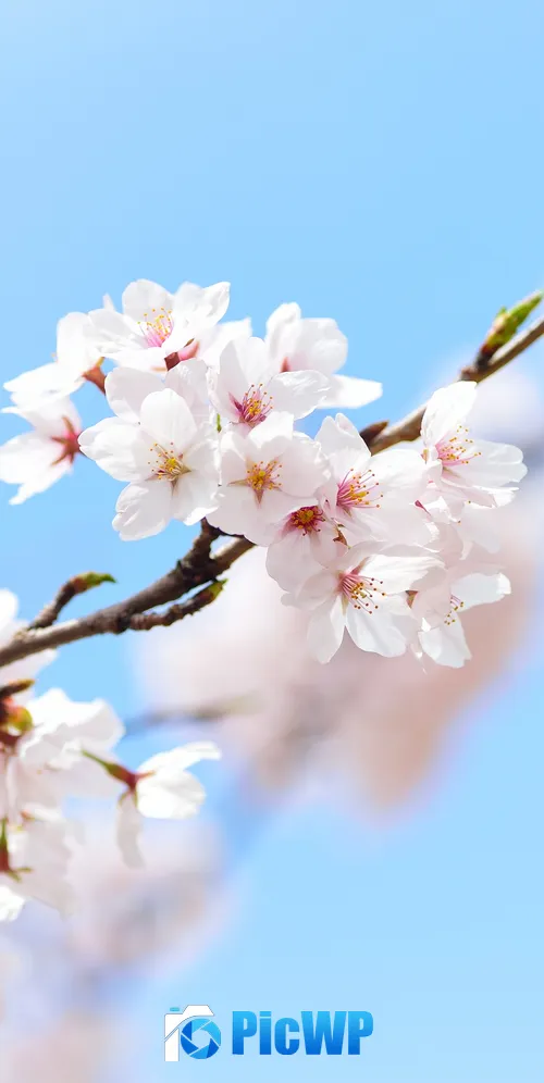 Cherry flowers 3K Mobile Wallpaper