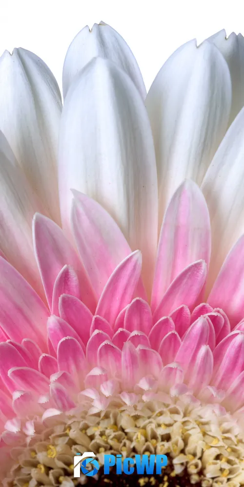 Gerbera Daisy Daisy flower 3K Mobile Wallpaper
