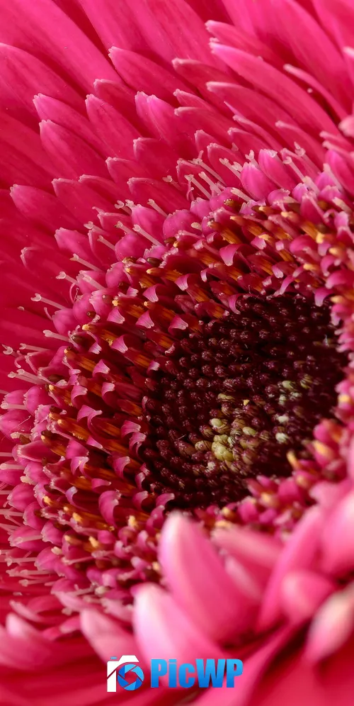 Gerbera Daisy Pink Daisy 3K Mobile Wallpaper