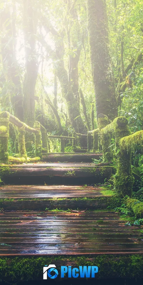 Rainforest Wooden bridge 3K Mobile Wallpaper