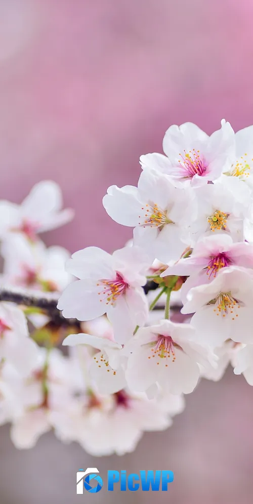 Cherry flowers Cherry blossom 3K Mobile Wallpaper