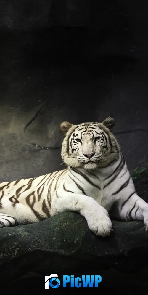 White tiger resting on a rock 3K Mobile Wallpaper