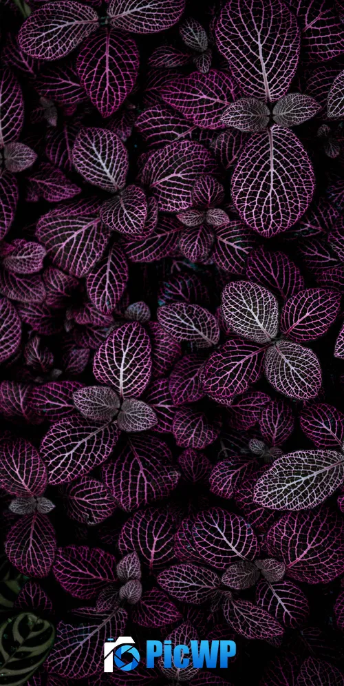 Purple leaves Plant 3K Mobile Wallpaper