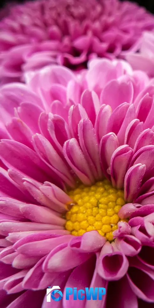 Chrysanthemum flowers Bloom 3K Mobile Wallpaper