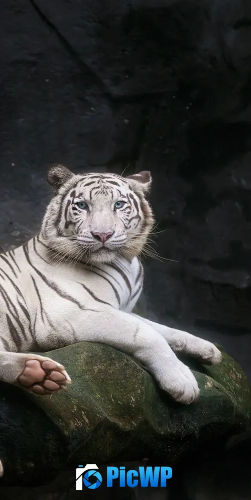 White Bengal Tiger 3K Mobile Wallpaper