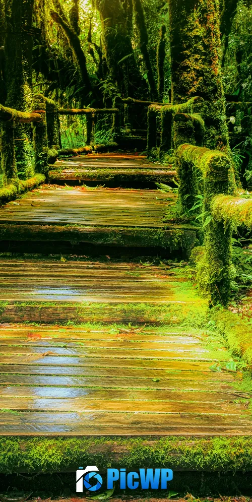 Wooden bridge Rainforest 3K Mobile Wallpaper