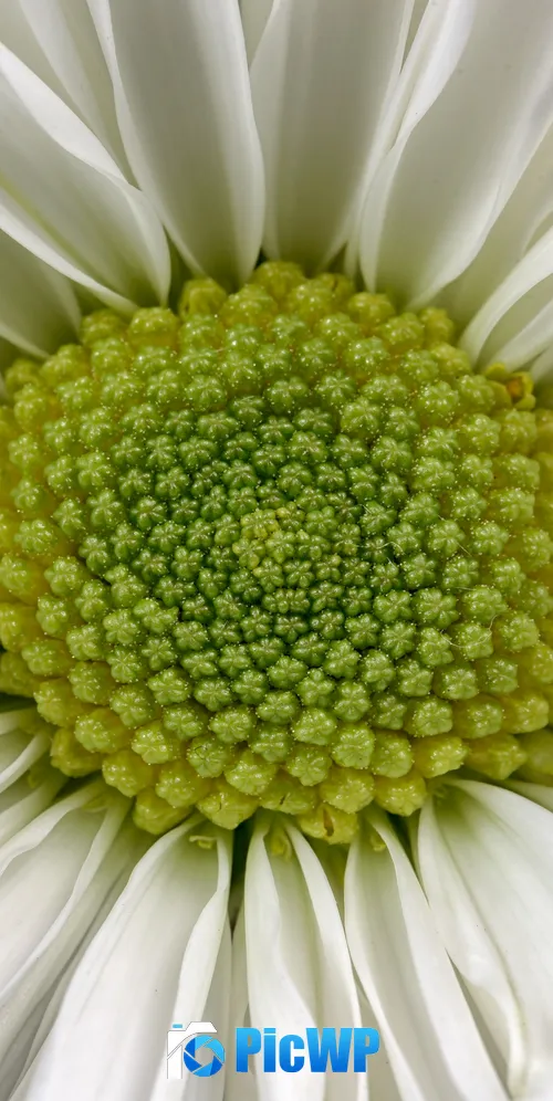 Daisy flower Macro 3K Mobile Wallpaper