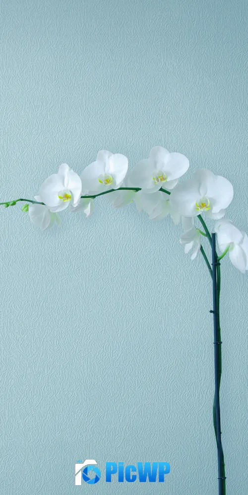 White Orchids Orchid flowers 3K Mobile Wallpaper
