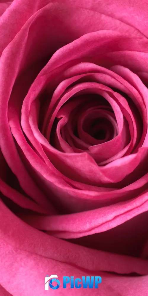 Pink rose Macro 3K Mobile Wallpaper
