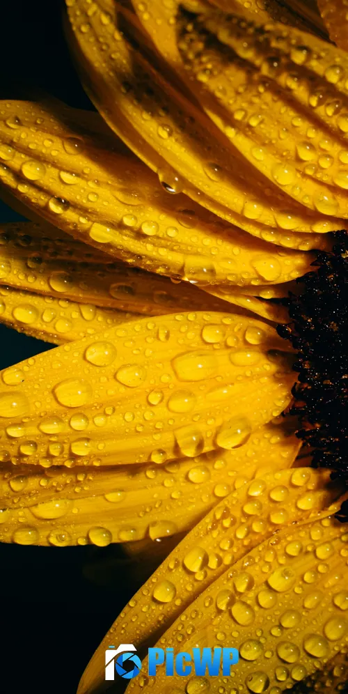 Sunflower Black background 3K Mobile Wallpaper