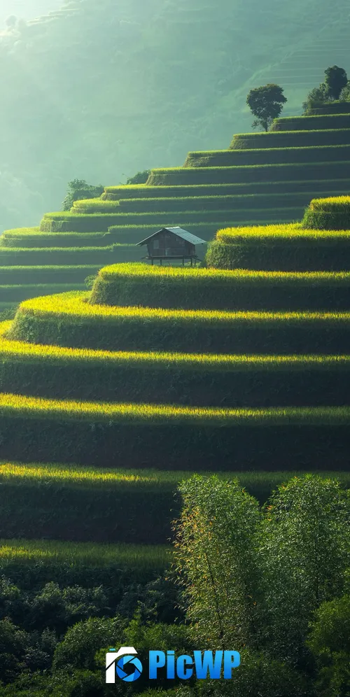 Rice fields Agriculture 3K Mobile Wallpaper