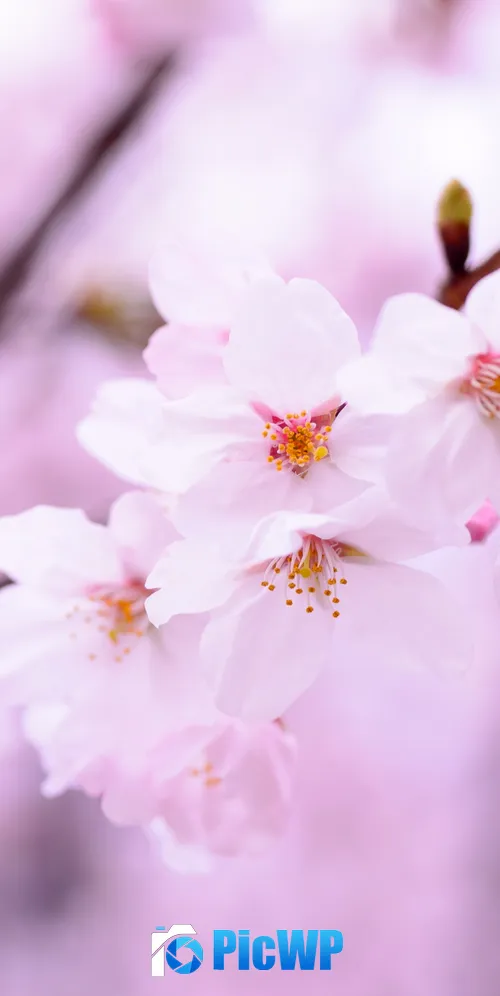 Cherry blossom 3K Mobile Wallpaper