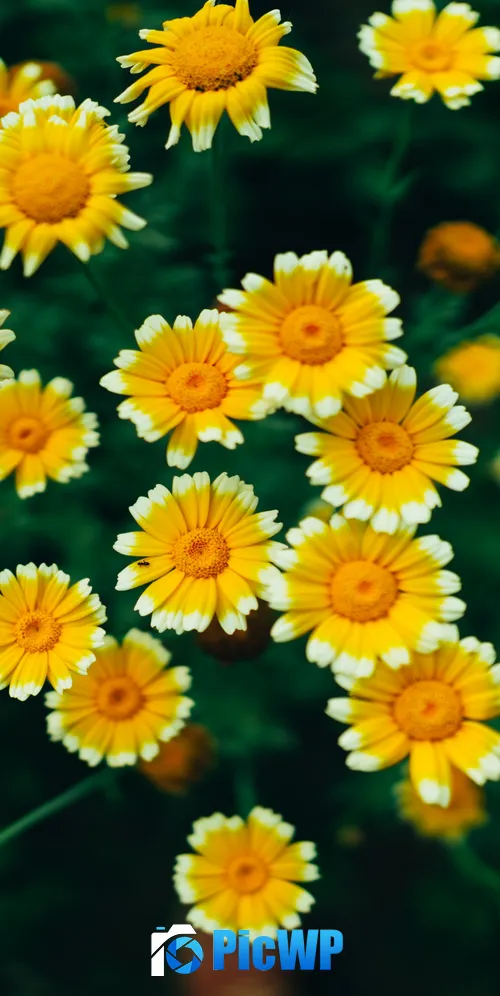 Daisy flowers Yellow flowers 3K Mobile Wallpaper
