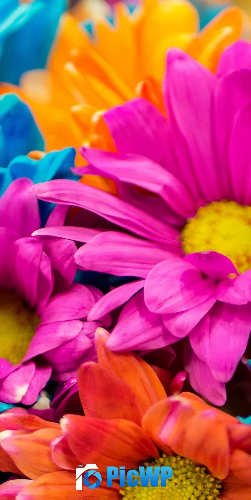 Dahlia flowers Colorful 3K Mobile Wallpaper