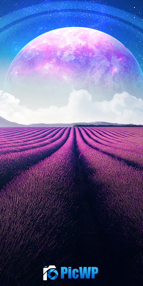 Lavender fields Lavender farm 3K Mobile Wallpaper