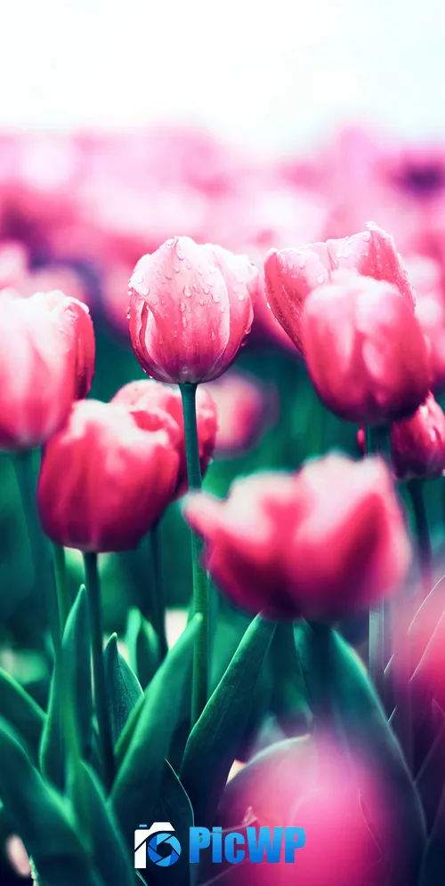 Red Tulips Bloom 3K Mobile Wallpaper