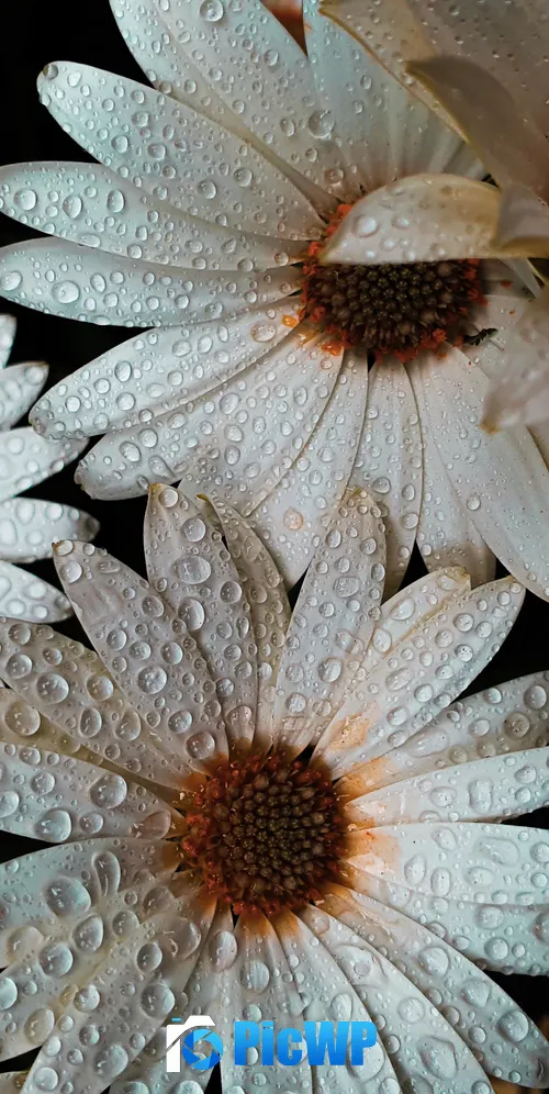 Daisy flowers White flowers 3K Mobile Wallpaper