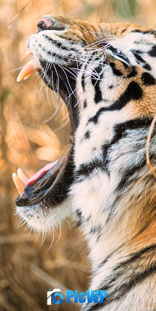 Siberian tiger Roaring 3K Mobile Wallpaper