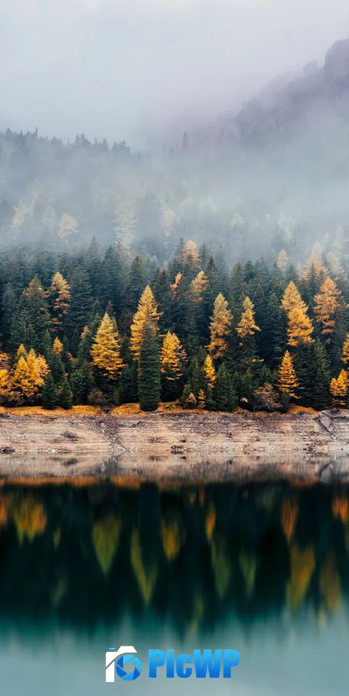 Forest Reflection 3K Mobile Wallpaper