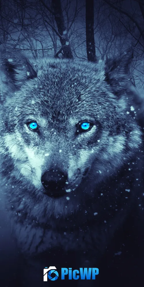 Wolf Blue eyes 3K Mobile Wallpaper