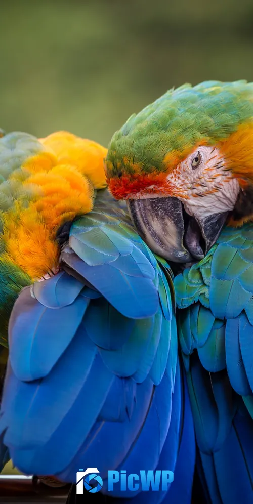 Parrots Birds 3K Mobile Wallpaper