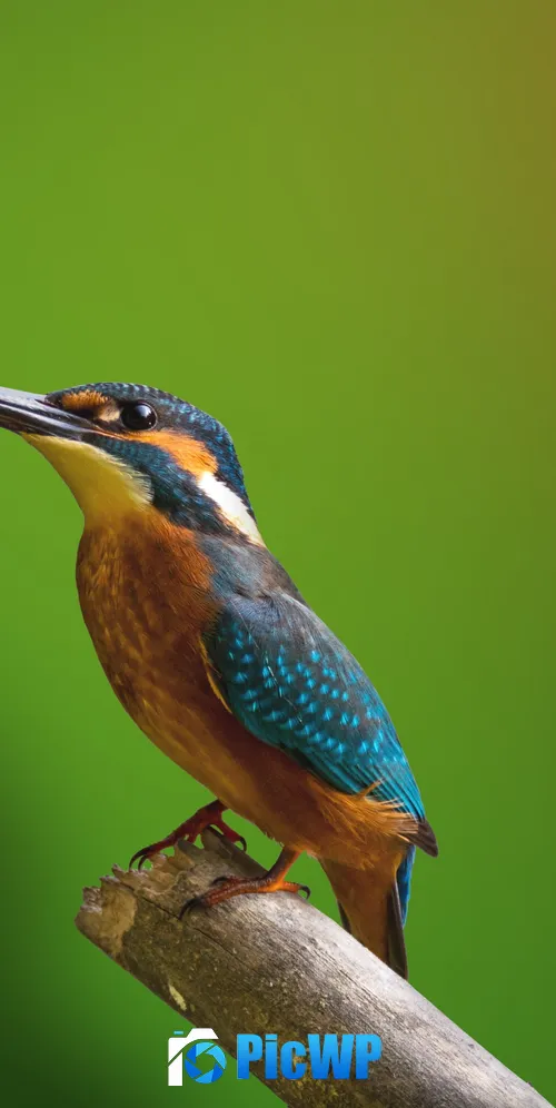 Kingfisher Branch 3K Mobile Wallpaper