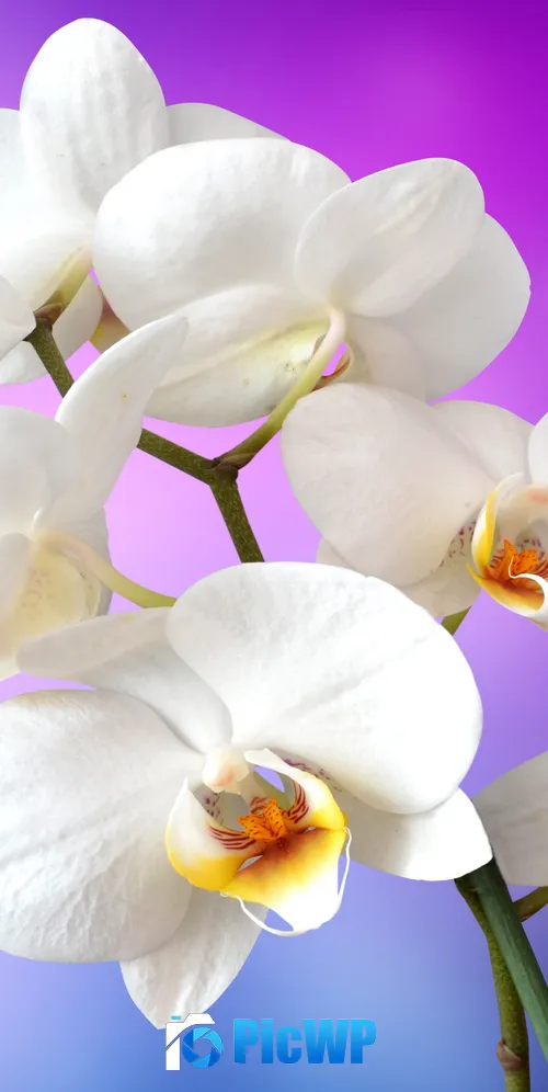 Orchid flowers White Orchids 3K Mobile Wallpaper