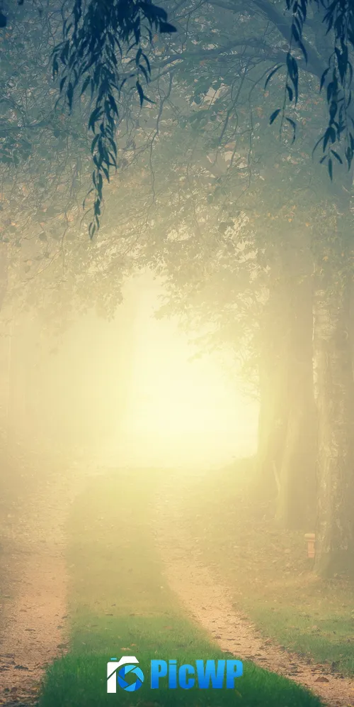 Foggy Path 3K Mobile Wallpaper