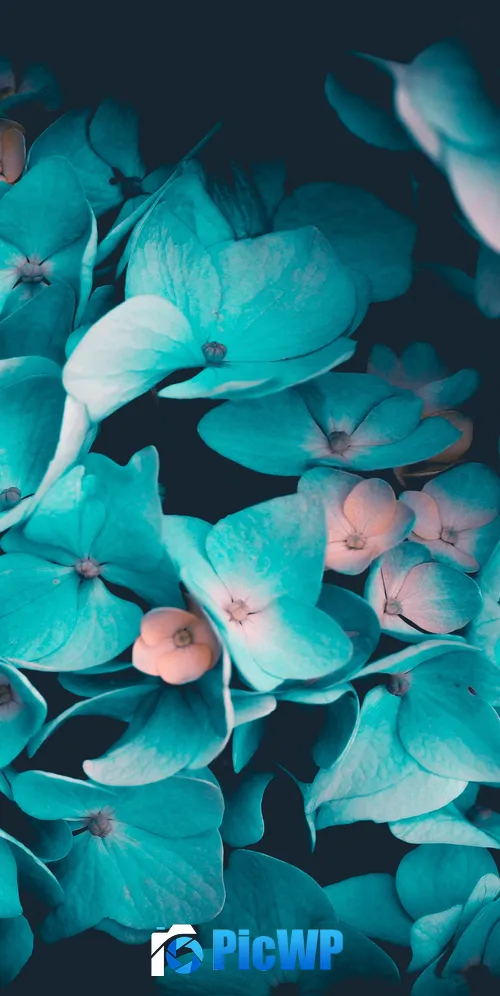 Blue flowers Petals 3K Mobile Wallpaper