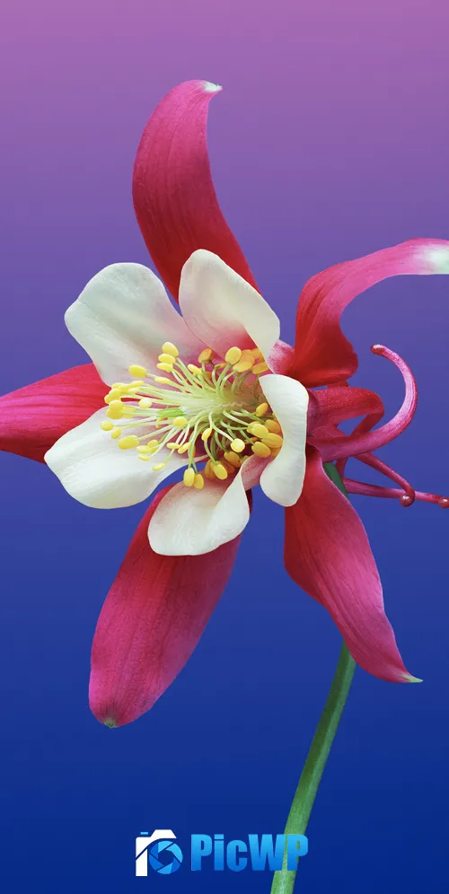 Aquilegia flower Gradient background 3K Mobile Wallpaper