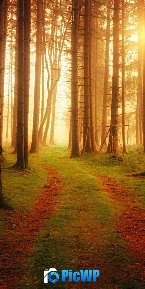 Foreign Path 3K Mobile Wallpaper