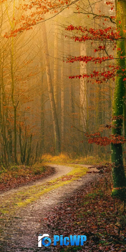 Autumn Wilderness 3K Mobile Wallpaper