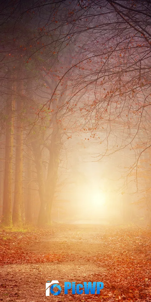 Fall Morning light 3K Mobile Wallpaper