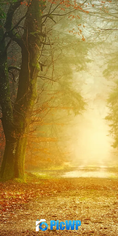 Fall Forest 3K Mobile Wallpaper
