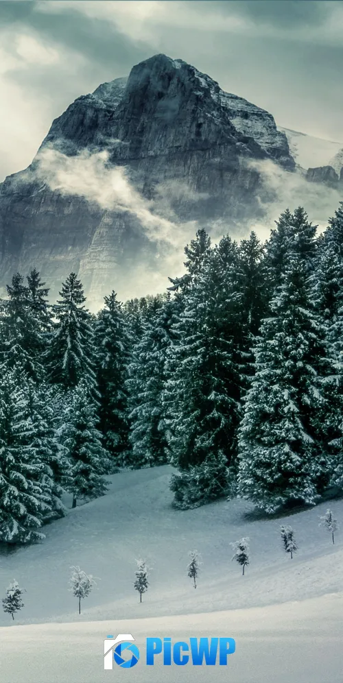 Pine trees Winter 3K Mobile Wallpaper