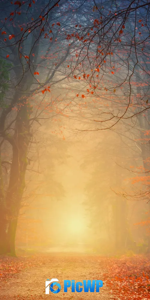 Foggy Autumn 3K Mobile Wallpaper