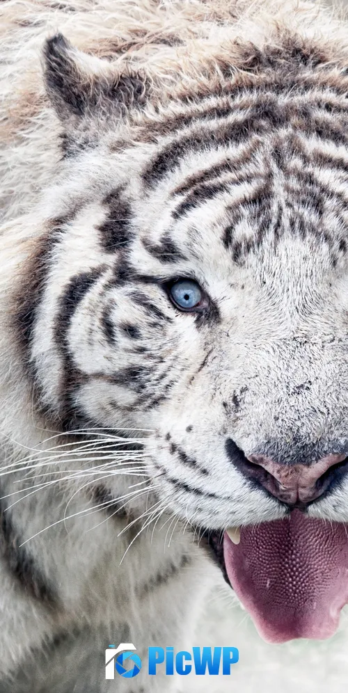 White tiger Winter 3K Mobile Wallpaper