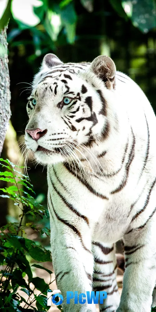 White tiger Bengal Tiger 3K Mobile Wallpaper
