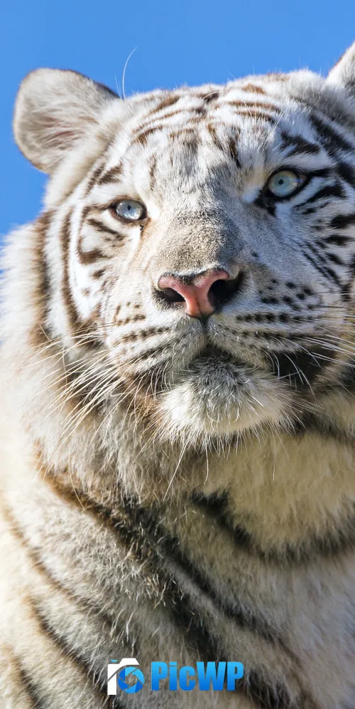 Bengal White Tiger 3K Mobile Wallpaper