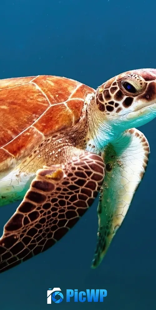 Sea Turtle Underwater 3K Mobile Wallpaper