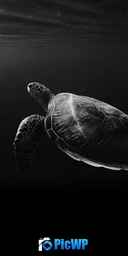 Sea Turtle Under the Sea 3K Mobile Wallpaper