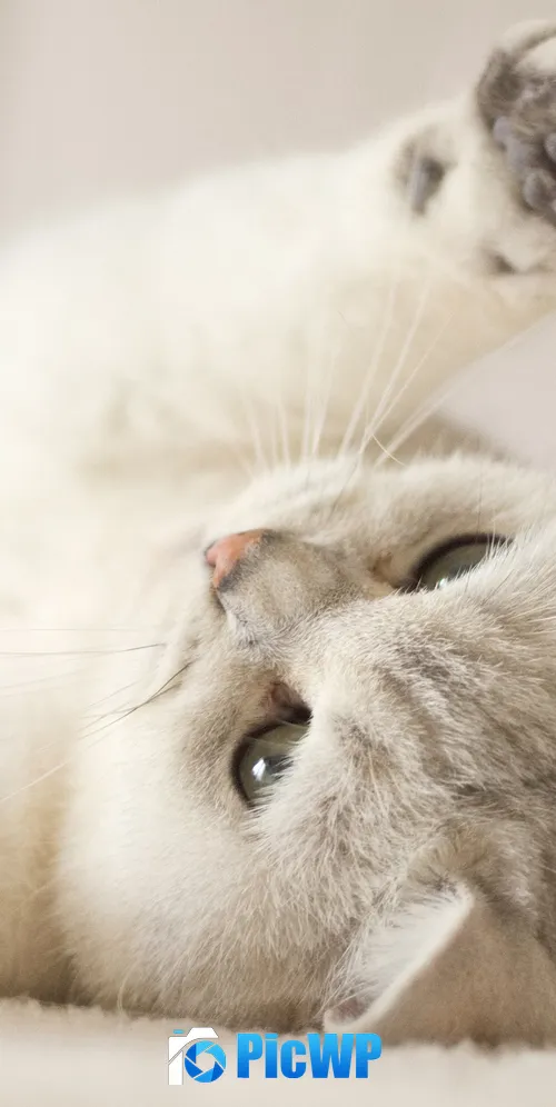 Cute Kitten Kitty 3K Mobile Wallpaper