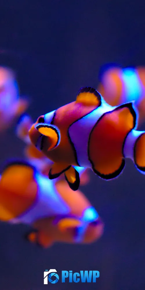 Clownfish Aquarium 3K Mobile Wallpaper