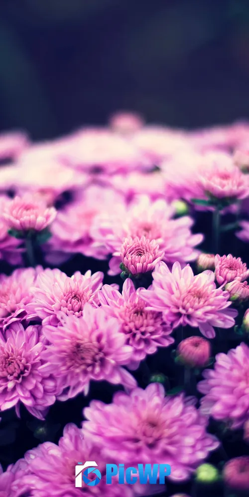 Chrysanthemum flowers Purple Flowers 3K Mobile Wallpaper