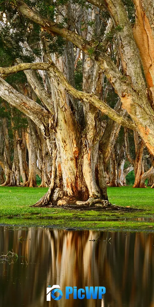 Centennial Park Forest 3K Mobile Wallpaper