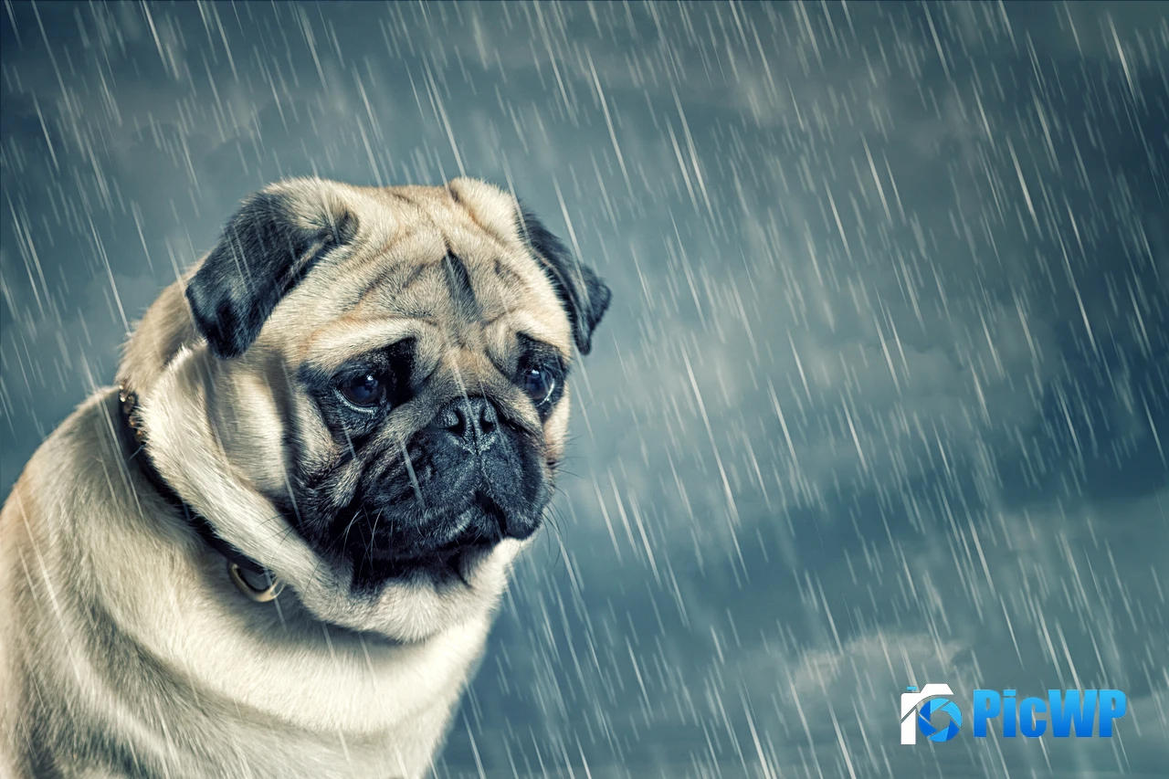 Sad Pug Sad dog 4K PC Wallpaper