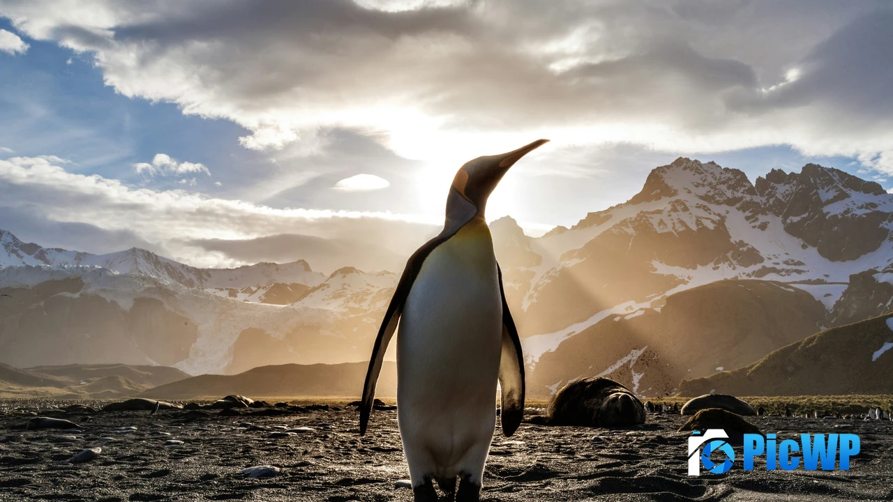 King penguin Antarctica 4K PC Wallpaper