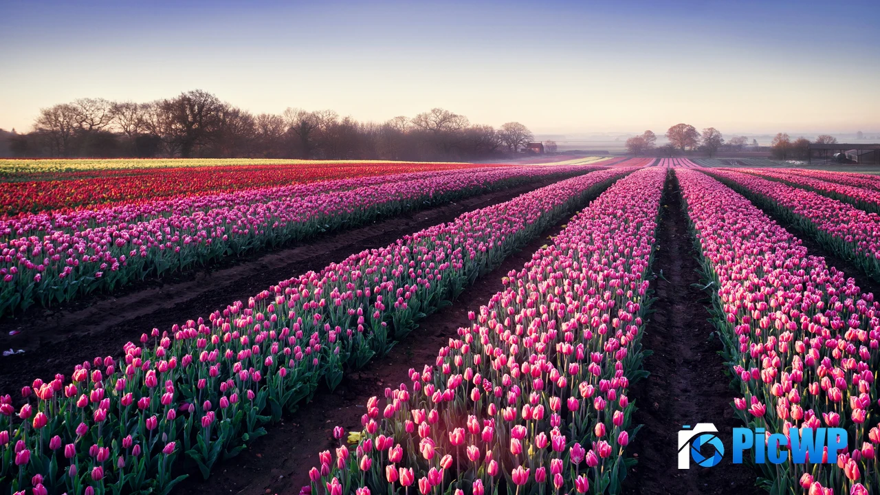 Tulips field Morning breeze 4K PC Wallpaper