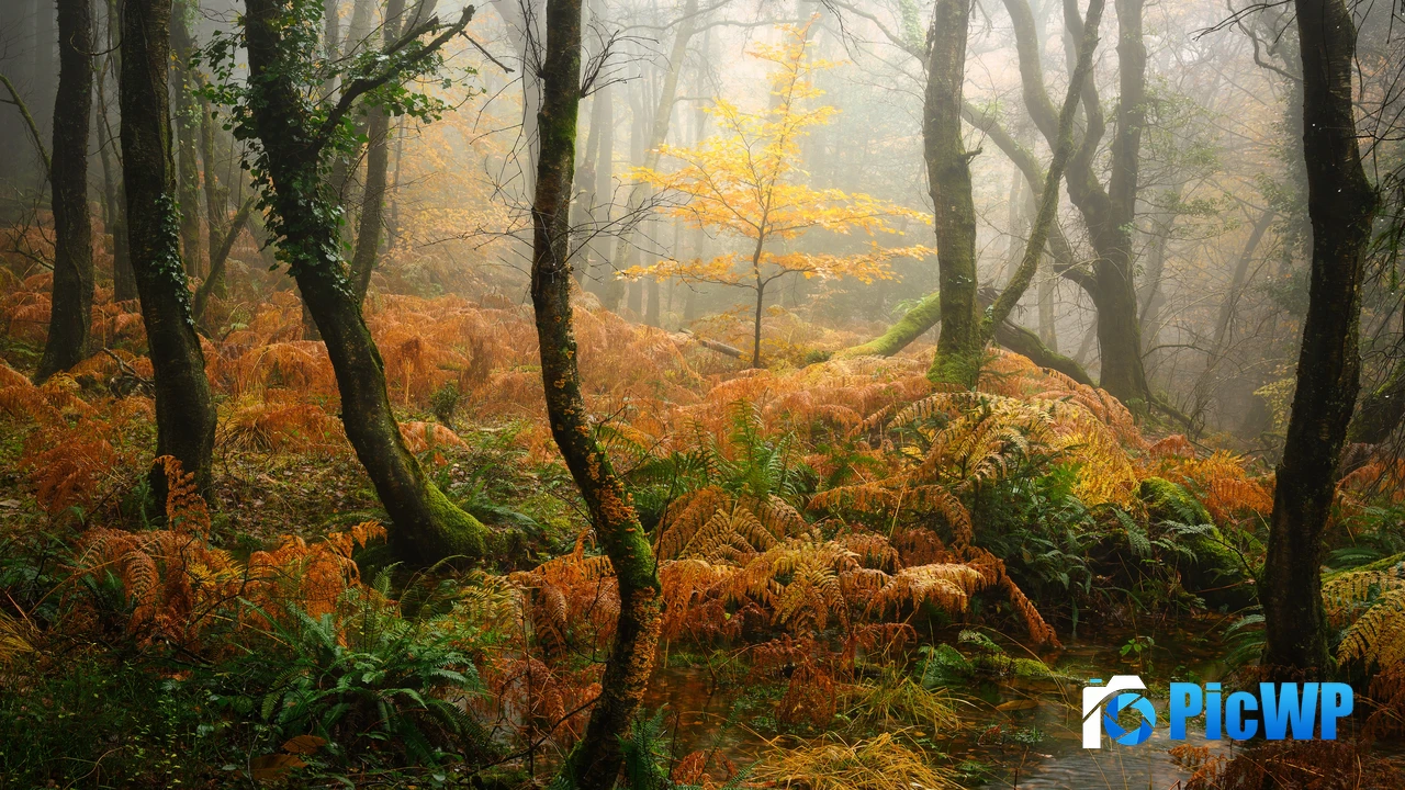 Foggy Autumn Forest 4K PC Wallpaper